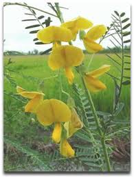 Image result for Sesbania rostrata