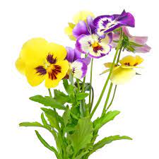 Pansy Definition And Meaning Collins English Dictionary