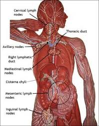 53 Human Anatomy And Physiology Ideas Human Anatomy And Physiology Anatomy And Physiology Anatomy