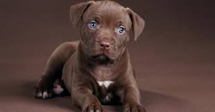 This is also called their estrus cycle. The Best Pitbull Shedding Brush In 2021 Hello Cute Pup