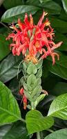 Image result for Acanthaceae