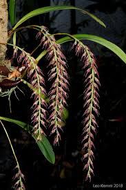 Image result for Bulbophyllum josephi