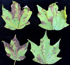 Landscape Maple Anthracnose Umass Center For Agriculture Food And The Environment