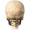 The skull is the bony skeleton of the head. 1