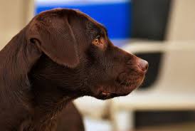 Are chocolate labrador retrievers good family pets? Chocolate Labrador Named Hershey Female Dog Names Brown Dog Names Dog Names