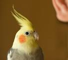 pictures of 2 parrots talking like humans and ostriches