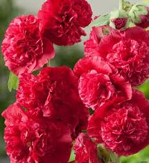 Image result for Alcea rosea