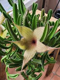 Image result for Stapelia