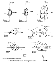 From wikimedia commons, the free media repository. Biomechanics Of Bone Team Bone