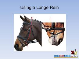 Gloves to prevent rope burn. Lunging A Horse This Presentation Has Been Produced By Ausintec Academy Onlinehorsecollege Com For Purpose Of Educational Training It Is Not For Sale Ppt Download