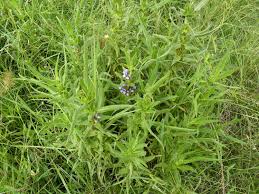Image result for Hygrophila schulli