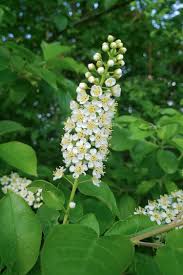 Image result for Caucanthus auriculatus