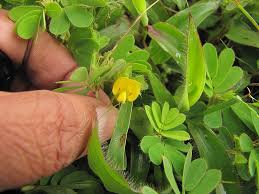 Image result for Smithia