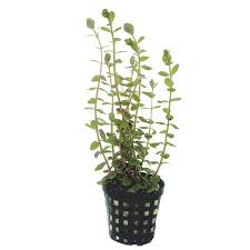 Image result for Rotala fontinalis