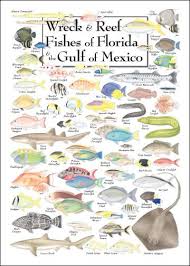 For My Trip To Drc In August Omgg So Cool Wreck And Reef Fishes Of Florida And The Gulf Of Mexico Cool Places In Florida Gulf Of Mexico Fish Chart Florida
