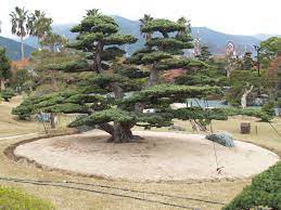 Takasago An Bonsai Garden Japan Bonsai Garden Japanese Garden Japan Garden