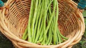Menanam kacang panjang renek dalam polibag / grow dwarf yard long bean. Menanam Kacang Panjang Renek Dalam Polibag Grow Dwarf Yard Long Bean Youtube