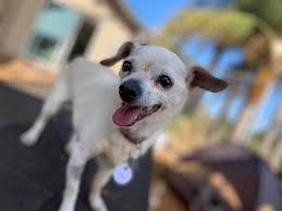 Frosted Faces 37 — Frosted Faces Foundation