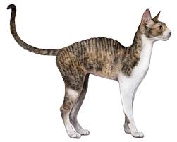 Cornish Rex Facts