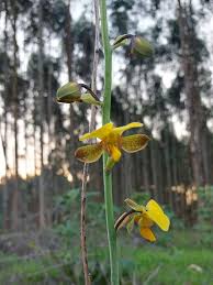 Image result for Eulophia angolensis