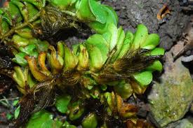 Image result for Salvinia hastata