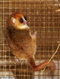We did not find results for: Image Microcebus Lehilahytsara Goodman S Mouse Lemur Biolib Cz