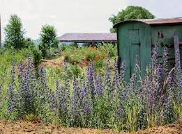 Hortus Insectorum Ein Garten Fur Insekten Garten Garten Pflanzen Und Naturgarten