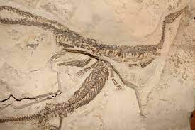 Mesosaurus 250 Million Years In The Making Prehistoric Animals Prehistoric Creatures Fossils