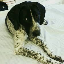 Black And White German Shorthaired Pointer Lab Mix My Sweet German Shorthaired Pointer Border Collie Mix Puppy Dorje How Could You Not Fall In Love Wit Border Collie Mix Puppies Animal Lover German Shorthair