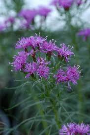 Image result for Vernonia kirkii