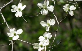 Dogwoods Spring In Virginia Piedmont Master Gardeners