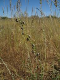 Image result for Crotalaria sphaerocarpa