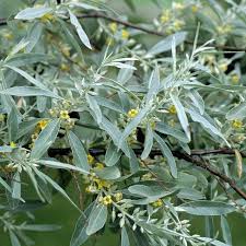 Image result for Rinorea angustifolia