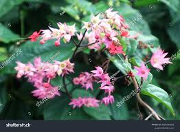Image result for Clerodendrum umbellatum