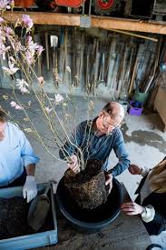 Pflanzen sie ihren erinnerungbaum in ihren garten oder an einen besonderen platz. Baumbestattung Im Eigenen Garten Wiese Bestattungen Hannover