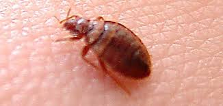 أسباب ظهور بق الفراش حياتك