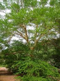 Image result for Acacia xanthophloea