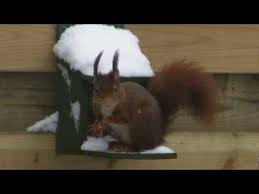dieren in de winter youtube dieren winter thema