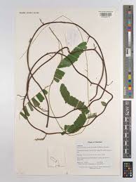 Image result for Abrus melanospermus