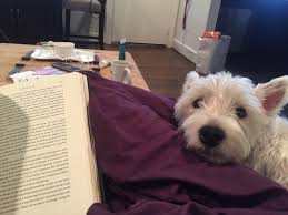 Westie adoptions and westie puppies for sale in pa ny nj md de ri ct va wv nc sc washington dc. The Dog Show At Nrg Thousands Of Other Dogs And That Westie S Bark