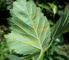 Image result for rez rzivost ostru%u017Einy