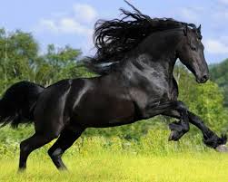 Arap Ati Google Da Ara Cavalo Wallpaper Cavalos Bonitos Cavalo Frisio