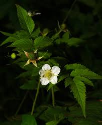 Image result for Rubus rosifolius
