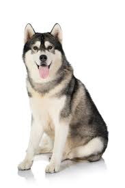 Black And White Siberian Husky With Brown Eyes Portrait Of Black And White Siberian Husky Dog Isolated On White Background Siberianhusky In 2020 Siberian Husky Siberian Husky Dog Husky Dogs