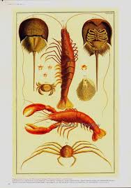 Lobster Horseshoe Crab Shrimp Spider Crab Vintage Seba