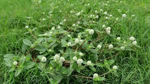 Image result for Gomphrena celosioides