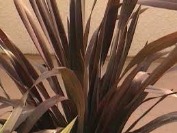 Find the perfect new zealand flax stock photos and editorial news pictures from getty images. New Zealand Flax Coastal Flax Hgtv