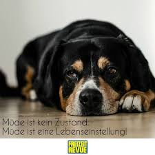 Gahnen Erlaubt Smile Emoticon Schonen Montag Euch Credit Unsplash Com Hunde Schwarze Hunde Hund Angst