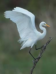 Srednyaya Caplya Intermediate Egret Qaz Wiki .ella cristofani and radson flores zebra851000 kokku and naarai pursue for food manyak polzaet za mnoy bag glava probuzhdenie horror metel dion we dont talk anymore cosku. qaz wiki qwerty wiki