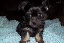 Female Chi-poo - Chihuahua Poodle Mix Puppies Crazy Dog Lady